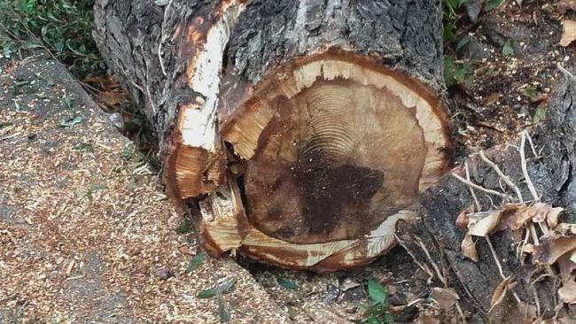 Cadono gli alberi a Firenze: se il verde diventa un problema