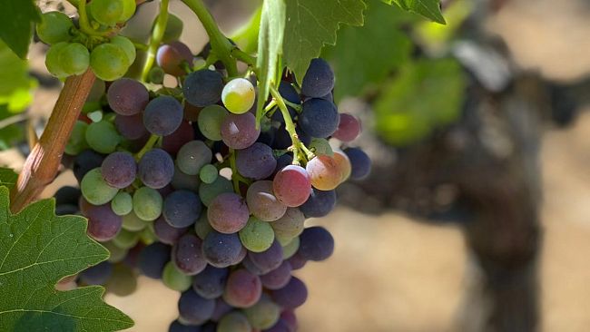 Caprioli si dissetano con gli acini d’uva nella campagna fiorentina