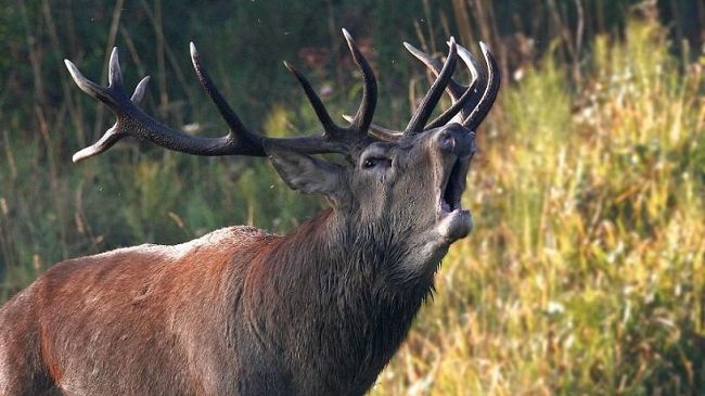 Ungulati: pronta la legge per affrontare l'emergenza