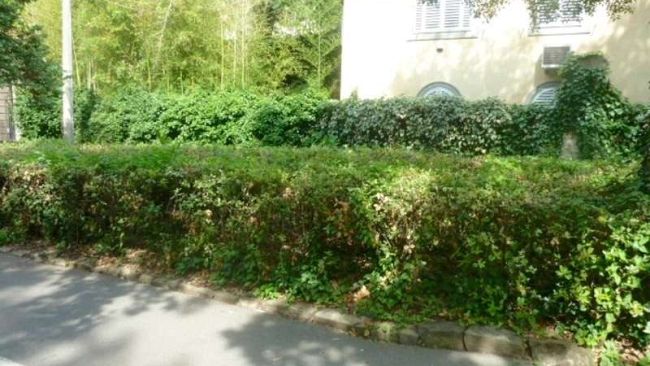 Manutenzione del verde, soldi ai Quartieri