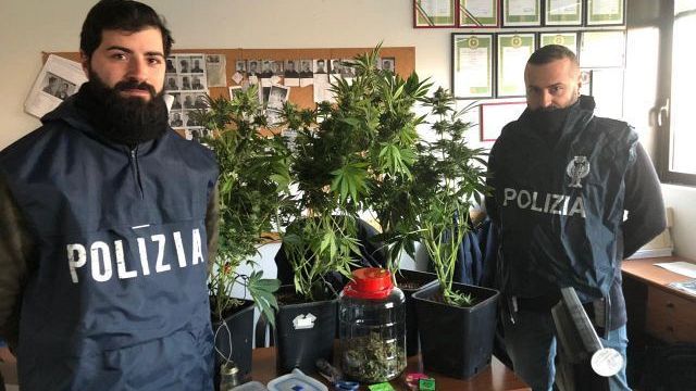 Marijuana avvolta nel borotalco per coprirne l’odore