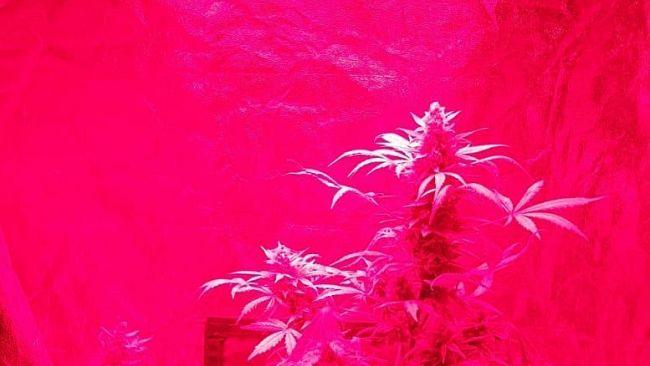 Scoperto ostello abusivo, dentro anche 2,8 kg (e piante) di marijuana