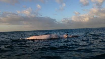 Carcassa di balenottera spiaggiata a Lido di Camaiore