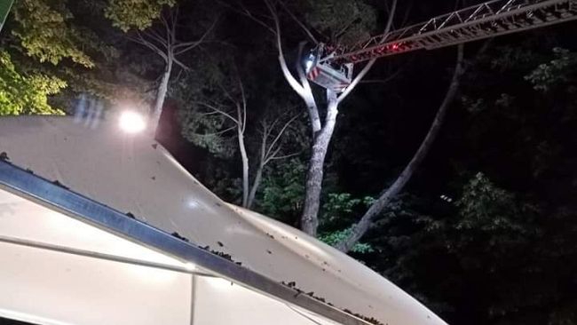 Galluzzo, intervento dei vigili del fuoco su un pino 