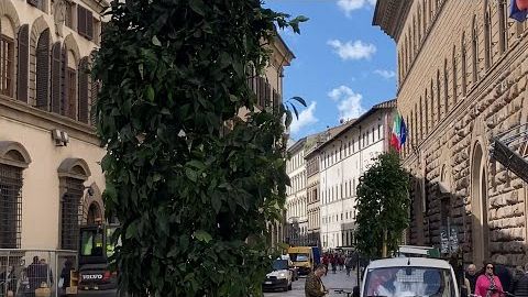 Aranci in via Cavour, oggi la visita dell'entomologo