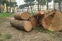 abbattimento-di-alberi-in-un-parco-co